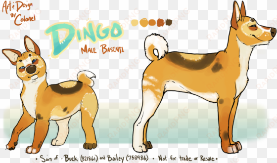 dingo, is in fact, not a dingo at all - basenji