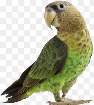 discouraging egg laying in pet birds - keersi calcium teeth grinding chew toy for bird parrot