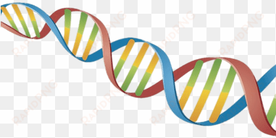 dna string coloured - cadena de adn png