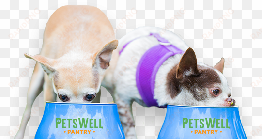 dogs eating food - food