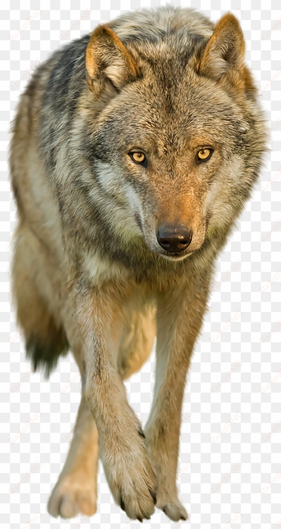 download wolf png transparent images transparent backgrounds - red wolf no background