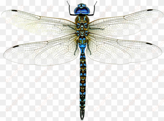 dragonfly png high-quality image - dragonflies of texas: a guide to common