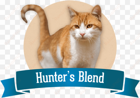 dry cat food - cat
