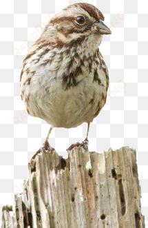 early bird reward - song sparrow