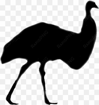 emu farming in india - flightless bird