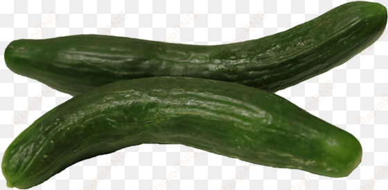 english cucumbers - cucumber