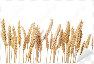 espigas de cereal de trigo aisladas sobre fondo blanco - trigo imagen sin fondo