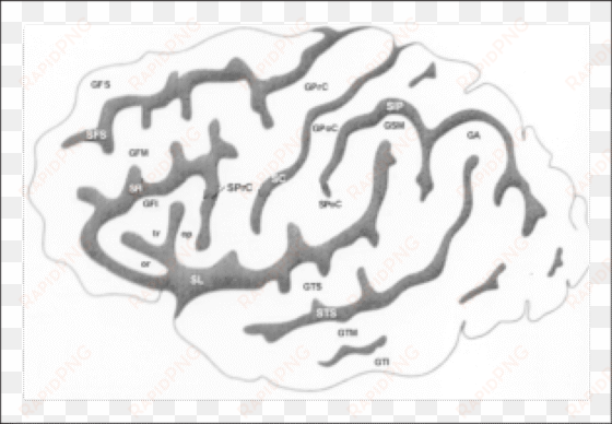 esquema dos sulcos e giros da face súpero-lateral do - central sulcus