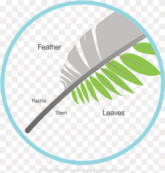 fern leaf and feather