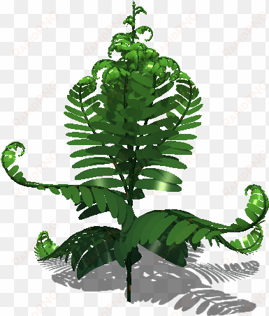 fern leaf colours - leaf