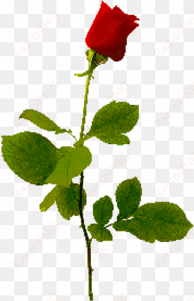 flowers - long stem red rose