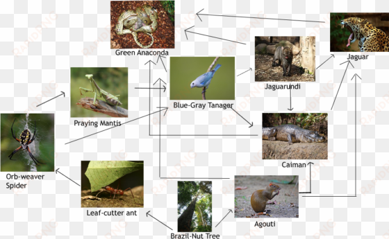 food web of the amazon rainforest - goliath bird eating spider food chain