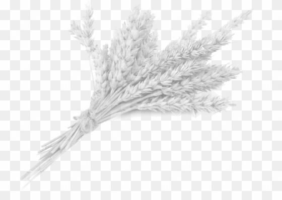 footer ccards 27 jun 2017 - wheat