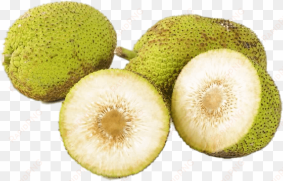 fresh breadfruit - bread fruit