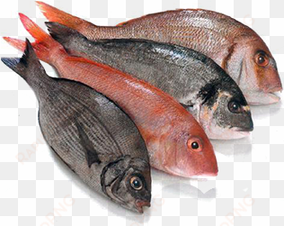 fresh fish png - cold store fish and meat