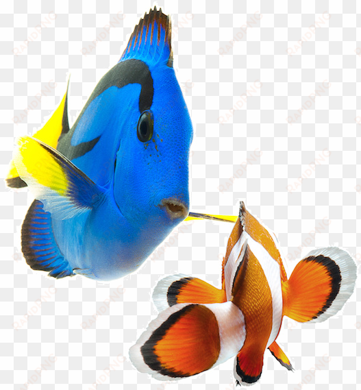 fresh & saltwater fish - saltwater fish png small