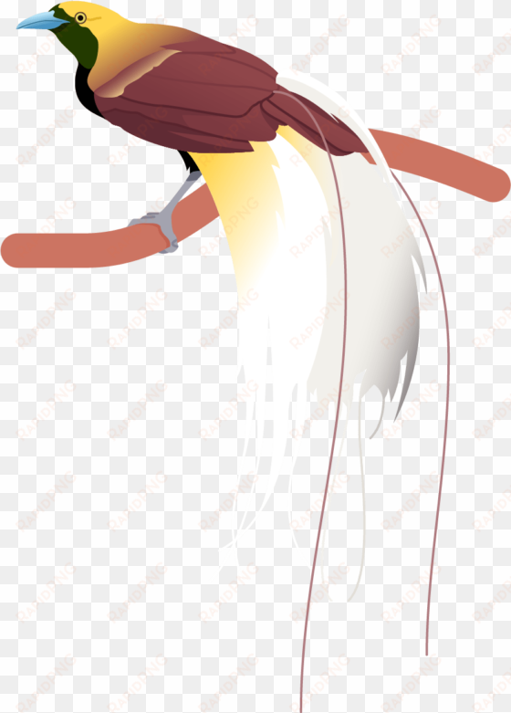 greater bird of paradise poster - illustration