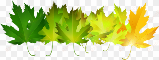 green autumn leaves transparent clip art image - autumn leaves green png