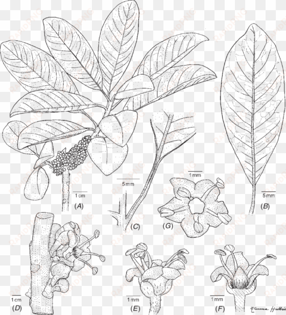 habit, (b) leaf showing a weak venation, (c) canaliculate - flower