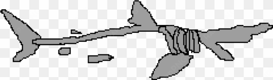 hammer head shark skull