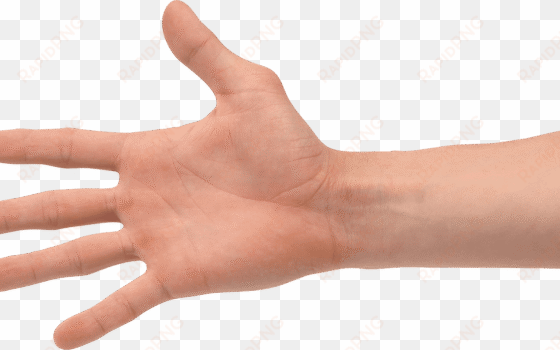 hands png transparent handspng images pluspng - transparent hand png