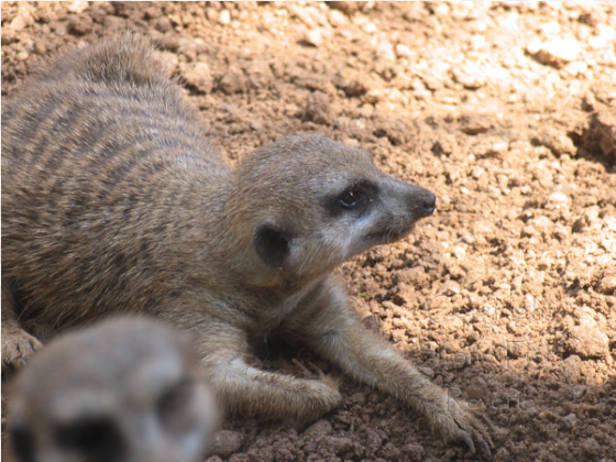 houston zoo meerkat - meerkat