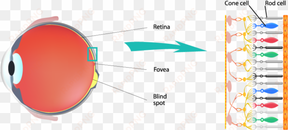 however, since their sensitivity to light is better - color