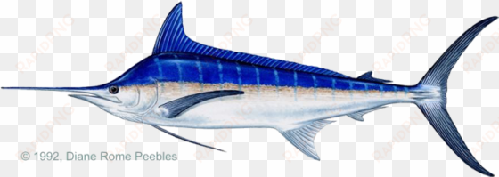 igfa world record - blue marlin