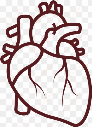illustration of a heart - coronary artery disease icon