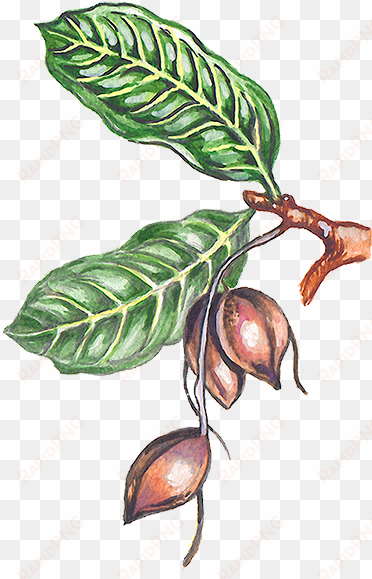 ilustración de una rama del Árbol del cacao con algunas - donde proviene el chocolate