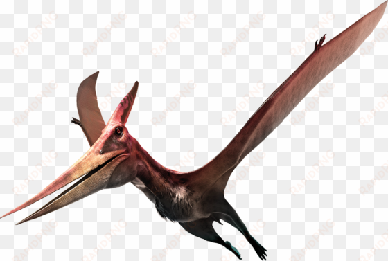in a separate room, created together with the museum - pteranodon realistic