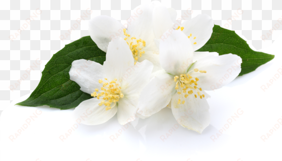 jasmine - jasmine - jasmine - jasmine - jasmine - volcanica coffee french vanilla flavored coffee 16