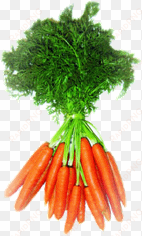 las zanahorias y los beta-carotenos - hojas de zanahoria png
