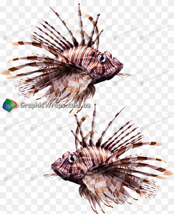 lion fish - lionfish