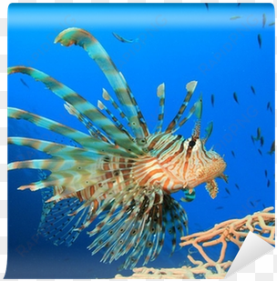 lionfish