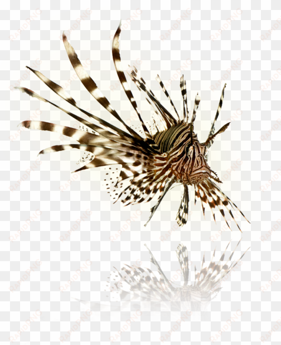 lionfish png