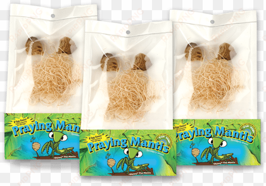 live praying mantis egg cases pouch - beneficial insects
