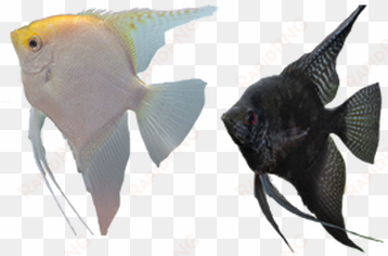 llamado científicamente poecilia sphenops, este pez - tipos de peces png