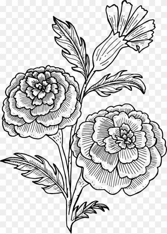 magnolia flower illustration