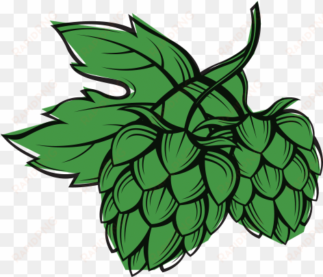 mayfield gin botanical sussex hop - common hop