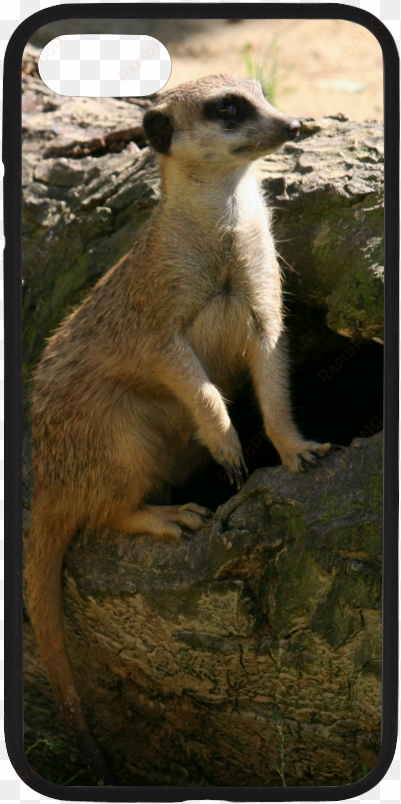 meerkat