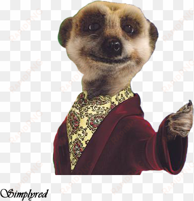 meerkat - compare the market