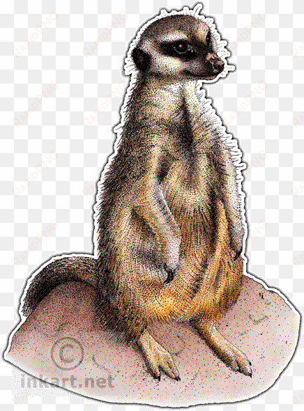 meerkat decal - drawing