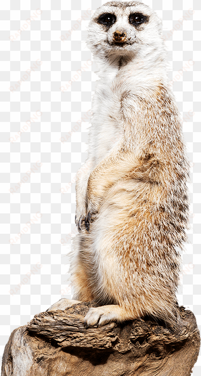 meerkat side image - meet the meerkats canberra zoo