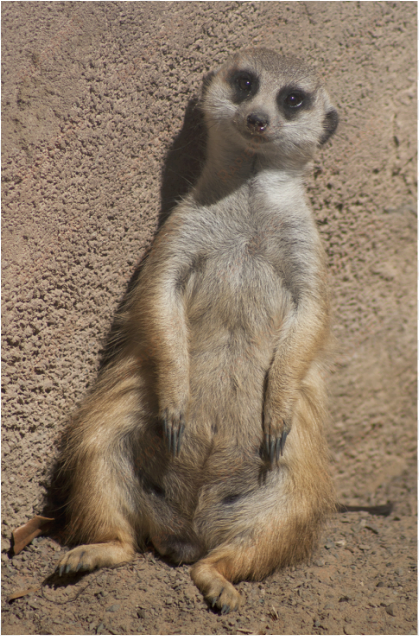 meerkats should live in captivity because we don't - meerkat