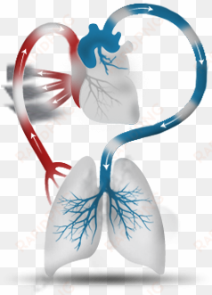 methamphetamine use can weaken the heart, preventing - illustration