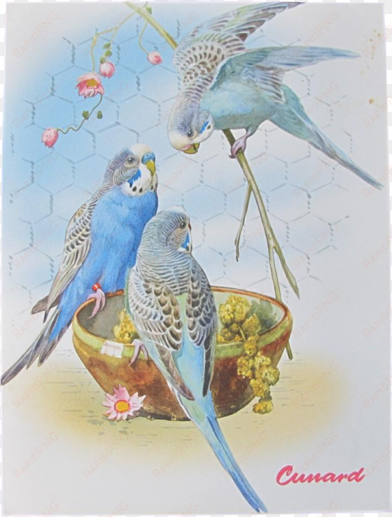 mid century cruise menu with budgie cover - budgie