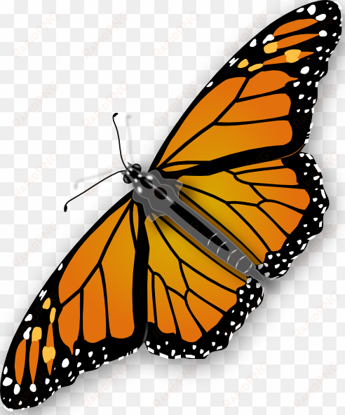 monarch butterfly clipart real butterfly - butterfly png