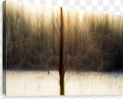 motion blur of trees - québec