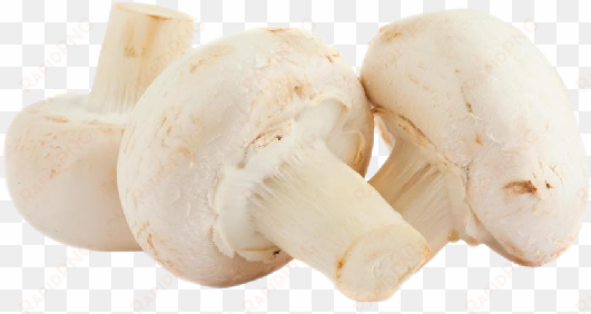 mushrooms button - champignon mushroom